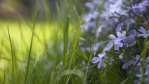 Обои цветы, трава, незабудки, flowers, grass, forget-me-nots разрешение 1920x1200 Загрузить