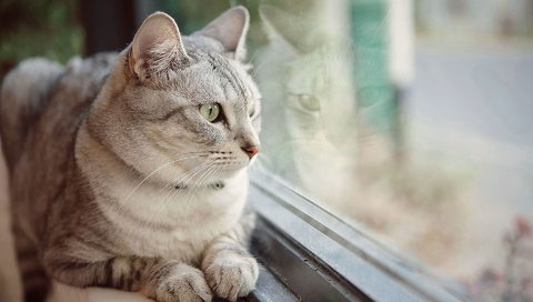 Обои глаза, фон, кот, усы, кошка, взгляд, окно, eyes, background, cat, mustache, look, window разрешение 1920x1200 Загрузить