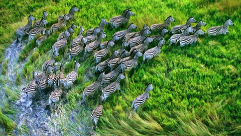 Обои трава, вид сверху, бег, стадо, зебры, grass, the view from the top, running, the herd, zebra разрешение 3200x2000 Загрузить