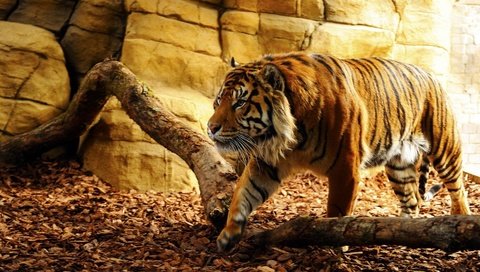 Обои тигр, морда, взгляд, хищник, дикая кошка, солнечный свет, tiger, face, look, predator, wild cat, sunlight разрешение 1920x1080 Загрузить