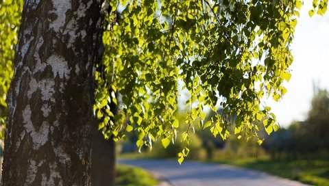 Обои дорога, дерево, листья, ветки, весна, береза, road, tree, leaves, branches, spring, birch разрешение 2880x1800 Загрузить