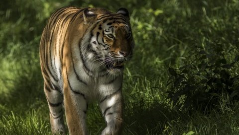 Обои тигр, морда, трава, зелень, взгляд, хищник, прогулка, tiger, face, grass, greens, look, predator, walk разрешение 2048x1494 Загрузить