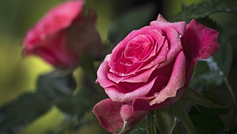 Обои цветы, бутоны, капли, розы, лепестки, flowers, buds, drops, roses, petals разрешение 1920x1440 Загрузить