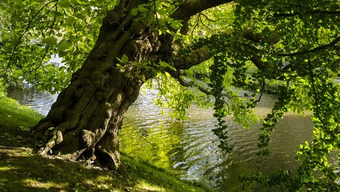 Обои озеро, дерево, листья, пейзаж, парк, ветки, lake, tree, leaves, landscape, park, branches разрешение 1920x1200 Загрузить