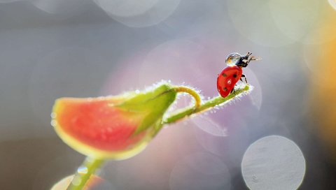 Обои насекомое, цветок, капли, божья коровка, растение, боке, insect, flower, drops, ladybug, plant, bokeh разрешение 1920x1200 Загрузить