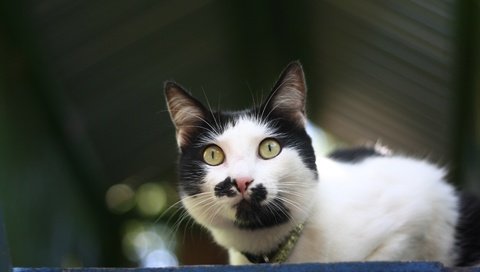 Обои глаза, фон, кот, мордочка, усы, кошка, взгляд, eyes, background, cat, muzzle, mustache, look разрешение 3888x2592 Загрузить
