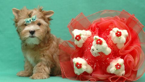 Обои мордочка, взгляд, собака, щенок, букет, йоркширский терьер, muzzle, look, dog, puppy, bouquet, yorkshire terrier разрешение 1920x1200 Загрузить