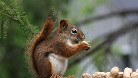 Обои орехи, хвоя, профиль, белка, хвост, арахис, белочка, nuts, needles, profile, protein, tail, peanuts, squirrel разрешение 1920x1200 Загрузить