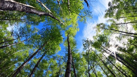 Обои деревья, природа, листья, парк, ветки, лето, аляска, trees, nature, leaves, park, branches, summer, alaska разрешение 5568x3712 Загрузить