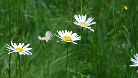 Обои цветы, трава, природа, ромашки, полевые цветы, flowers, grass, nature, chamomile, wildflowers разрешение 3872x2592 Загрузить