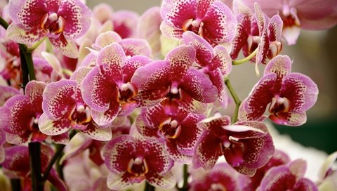 Обои цветы, цветение, лепестки, орхидеи, фаленопсис, flowers, flowering, petals, orchids, phalaenopsis разрешение 2048x1365 Загрузить