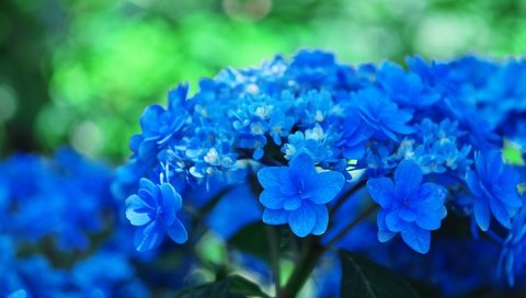 Обои цветы, фон, голубые, соцветия, боке, гортензия, flowers, background, blue, inflorescence, bokeh, hydrangea разрешение 4470x2514 Загрузить