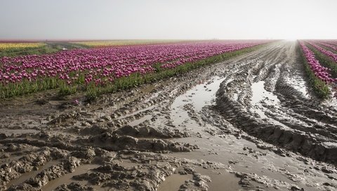 Обои цветы, грязь, поле, тюльпаны, плантация, flowers, dirt, field, tulips, plantation разрешение 2048x1105 Загрузить