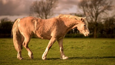 Обои небо, конь, свет, трава, облака, деревья, природа, тучи, поле, лето, summer, the sky, horse, light, grass, clouds, trees, nature, field разрешение 5483x3084 Загрузить