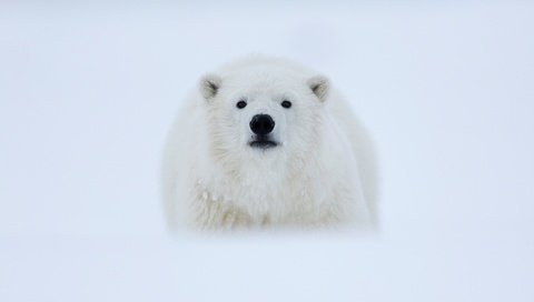 Обои морда, снег, фон, полярный медведь, взгляд, медведь, белый медведь, арктика, полярный, polar, face, snow, background, polar bear, look, bear, arctic разрешение 3000x1687 Загрузить