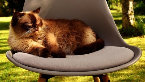 Обои кот, мордочка, усы, кошка, стул, британская короткошерстная, британская короткошерстная кошка, cat, muzzle, mustache, chair, british shorthair разрешение 4640x2778 Загрузить