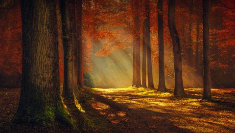 Обои свет, деревья, пейзаж, осень, красота, light, trees, landscape, autumn, beauty разрешение 2560x1600 Загрузить