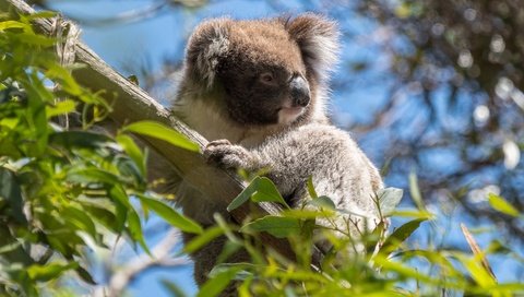 Обои дерево, листья, ветки, австралия, коала, сумчатые, эвкалипт, tree, leaves, branches, australia, koala, marsupials, eucalyptus разрешение 3552x1998 Загрузить