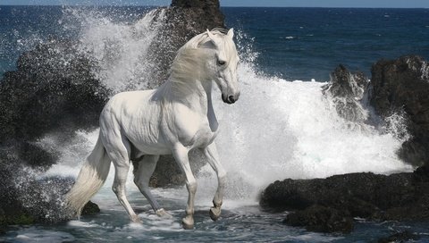 Обои лошадь, скалы, камни, море, прибой, конь, жеребец, скакун, horse, rocks, stones, sea, surf, stallion разрешение 1920x1080 Загрузить