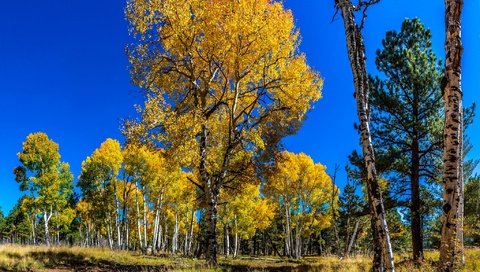 Обои небо, деревья, лес, березы, осень, сосна, осина, the sky, trees, forest, birch, autumn, pine, aspen разрешение 2048x1320 Загрузить