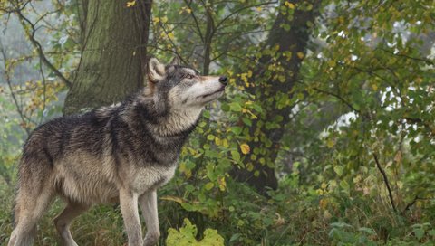 Обои природа, лес, животное, волк, nature, forest, animal, wolf разрешение 4608x3456 Загрузить