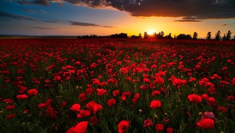 Обои цветы, закат, поле, лето, красные, маки, flowers, sunset, field, summer, red, maki разрешение 1920x1168 Загрузить