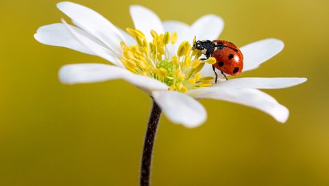Обои макро, насекомое, цветок, лепестки, божья коровка, анемон, macro, insect, flower, petals, ladybug, anemone разрешение 2880x1920 Загрузить