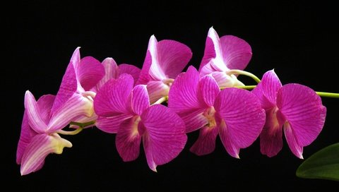 Обои цветы, макро, фон, лепестки, черный фон, орхидея, соцветие, flowers, macro, background, petals, black background, orchid, inflorescence разрешение 3200x2034 Загрузить