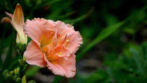 Обои цветок, лепестки, боке, лилейник, flower, petals, bokeh, daylilies разрешение 4000x2465 Загрузить