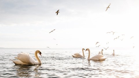 Обои озеро, птицы, клюв, перья, лебеди, белый лебедь, лебедь-шипун, lake, birds, beak, feathers, swans, white swan разрешение 2048x1365 Загрузить