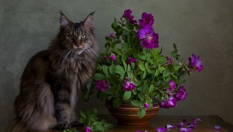Обои кот, мордочка, усы, розы, лепестки, кошка, взгляд, стол, мейн-кун, maine coon, cat, muzzle, mustache, roses, petals, look, table разрешение 2000x1428 Загрузить