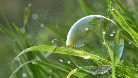 Обои трава, природа, макро, капли, паутина, боке, мыльный пузырь, grass, nature, macro, drops, web, bokeh, bubble разрешение 2048x1366 Загрузить