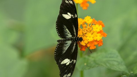 Обои цветы, насекомое, бабочка, крылья, размытость, lynn griffiths, flowers, insect, butterfly, wings, blur разрешение 4881x3258 Загрузить