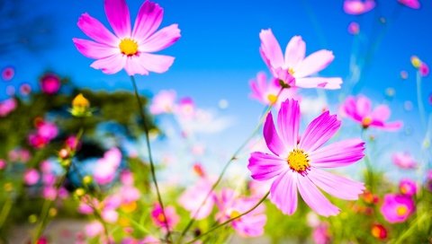 Обои небо, цветы, макро, фон, лепестки, стебли, космея, the sky, flowers, macro, background, petals, stems, kosmeya разрешение 2048x1365 Загрузить