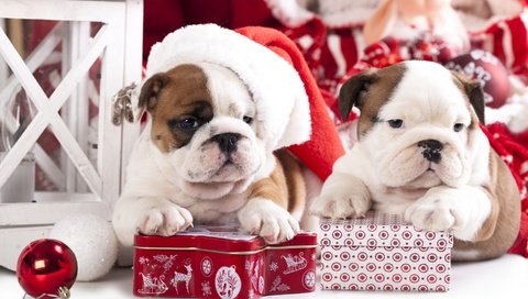Обои новый год, подарки, щенки, собаки, английский бульдог, new year, gifts, puppies, dogs, english bulldog разрешение 2880x1800 Загрузить