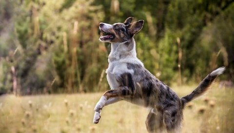 Обои природа, собака, друг, австралийская овчарка, australian sheep, nature, dog, each, australian shepherd разрешение 5182x3297 Загрузить