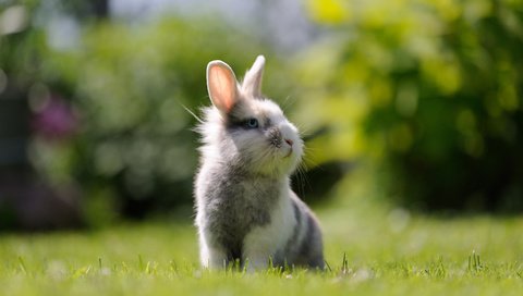 Обои трава, мордочка, взгляд, кролик, заяц, зайка, grass, muzzle, look, rabbit, hare, bunny разрешение 3840x2400 Загрузить
