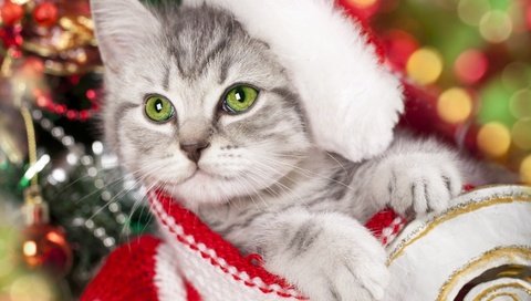 Обои новый год, кот, мордочка, усы, кошка, взгляд, котенок, new year, cat, muzzle, mustache, look, kitty разрешение 2880x1800 Загрузить