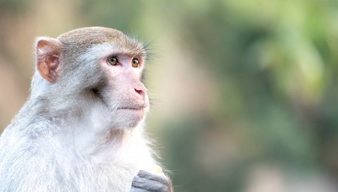 Обои глаза, морда, взгляд, животное, обезьяна, макака, eyes, face, look, animal, monkey разрешение 2048x1367 Загрузить
