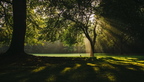 Обои деревья, природа, лучи, парк, ветки, солнечные лучи, trees, nature, rays, park, branches, the sun's rays разрешение 3840x2400 Загрузить