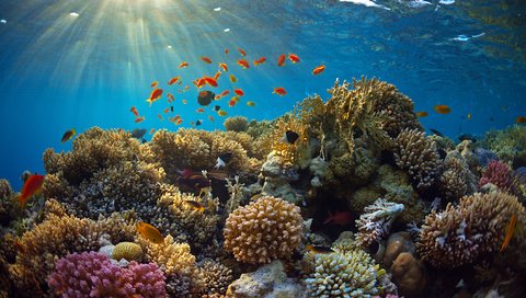 Обои лучи, море, рыбки, рыбы, кораллы, подводный мир, rays, sea, fish, corals, underwater world разрешение 4519x3000 Загрузить