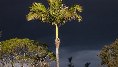 Обои небо, ночь, деревья, тень, пальма, ствол, the sky, night, trees, shadow, palma, trunk разрешение 4032x3024 Загрузить