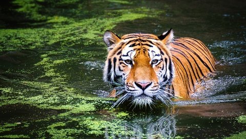 Обои тигр, морда, озеро, отражение, взгляд, хищник, большая кошка, животное, tiger, face, lake, reflection, look, predator, big cat, animal разрешение 2813x1875 Загрузить