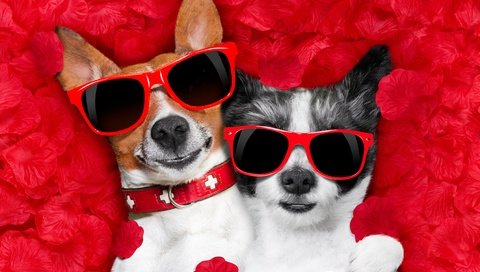 Обои чихуахуа, роза, джек-рассел-терьер, лепестки, очки, сердце, любовь, романтика, юмор, собаки, chihuahua, rose, jack russell terrier, petals, glasses, heart, love, romance, humor, dogs разрешение 5058x3372 Загрузить
