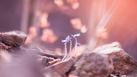 Обои цветы, камни, размытость, весна, flowers, stones, blur, spring разрешение 4256x2832 Загрузить