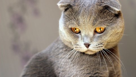 Обои кот, мордочка, усы, кошка, взгляд, шотландская вислоухая, cat, muzzle, mustache, look, scottish fold разрешение 2048x1365 Загрузить