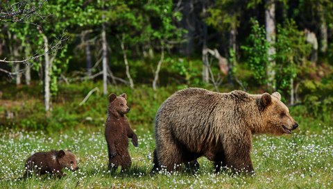 Обои трава, природа, полевые цветы, медведи, медведица, медвежата, grass, nature, wildflowers, bears, bear разрешение 4200x2795 Загрузить