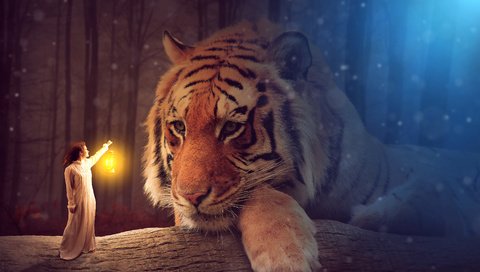 Обои тигр, морда, свет, девушка, взгляд, хищник, фонарь, большая кошка, tiger, face, light, girl, look, predator, lantern, big cat разрешение 3840x2560 Загрузить