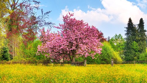 Обои небо, деревья, природа, цветение, поле, весна, вишневое дерево, the sky, trees, nature, flowering, field, spring, cherry tree разрешение 1920x1080 Загрузить