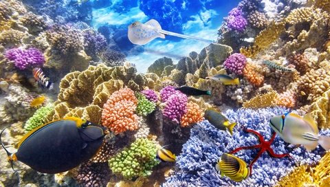 Обои рыбки, океан, подводный мир, подводная, коралл, коралловый риф, океана, fishes, fish, the ocean, underwater world, underwater, coral, coral reef, ocean разрешение 1920x1080 Загрузить